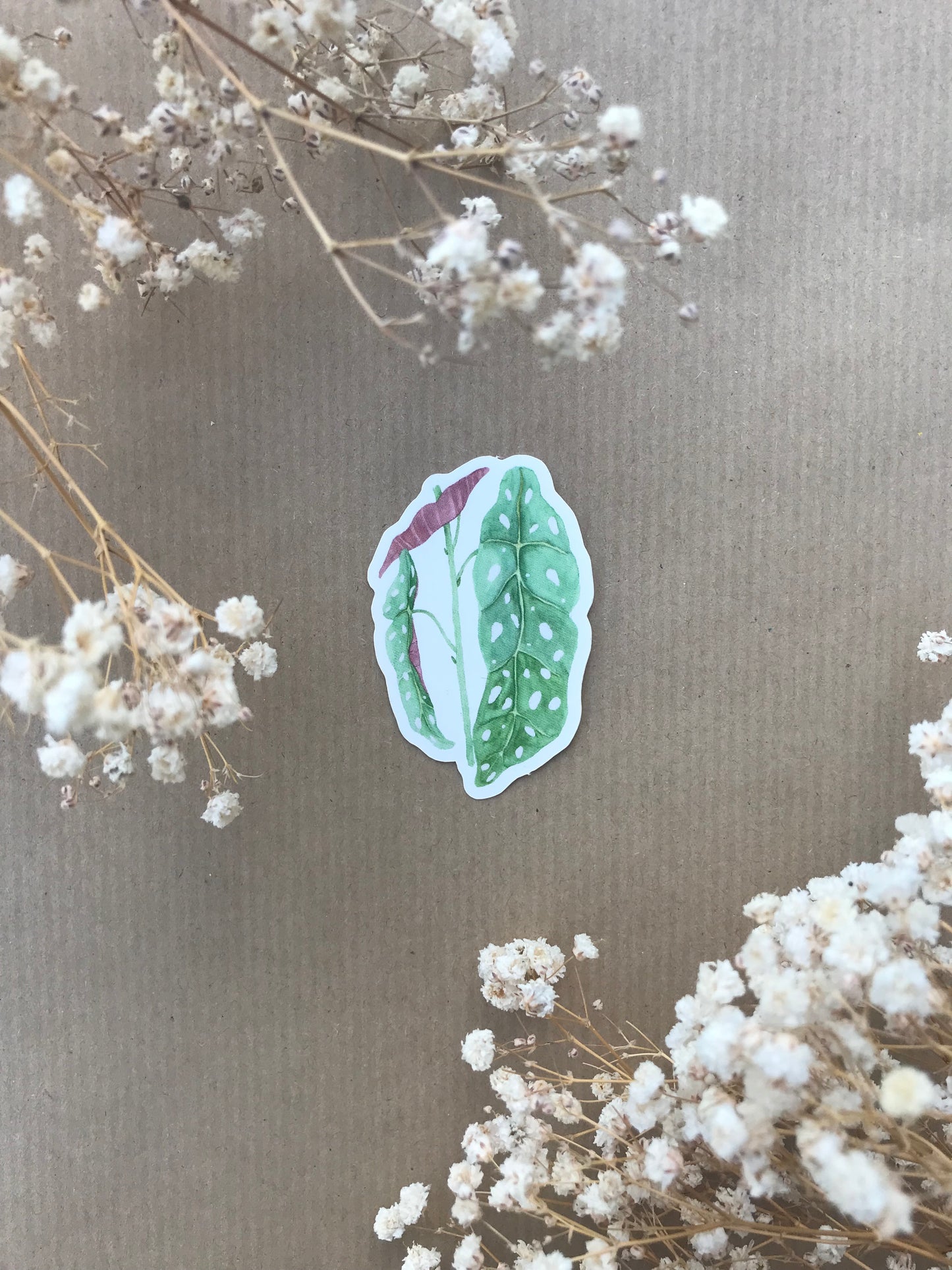 Sticker „Begonie“